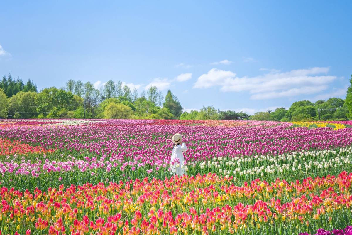 廣島紅葉 | 世羅高原農場