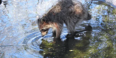 Bentsen-Rio Grande Valley State Park
