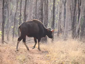 Achanakmar Tiger Reserve