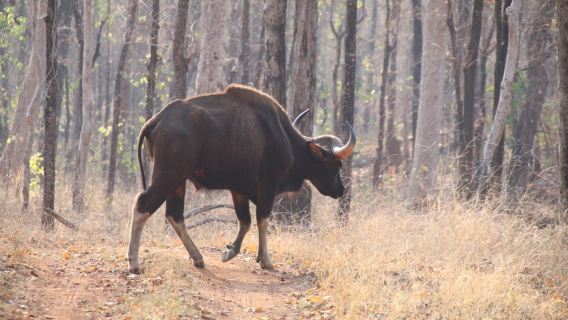 Achanakmar Tiger Reserve