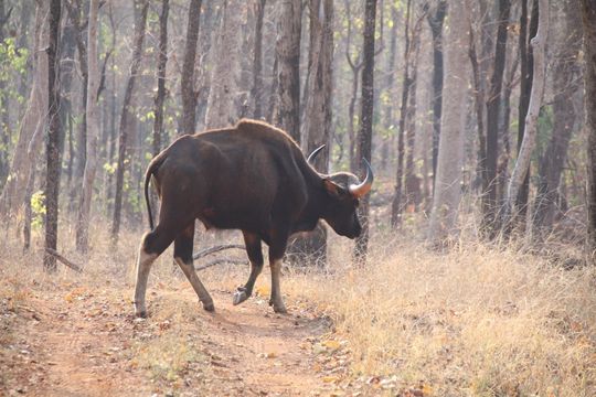Achanakmar Tiger Reserve
