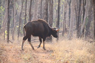 Achanakmar Tiger Reserve
