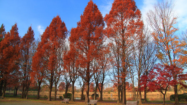 Saitama Prefectural Misato Park