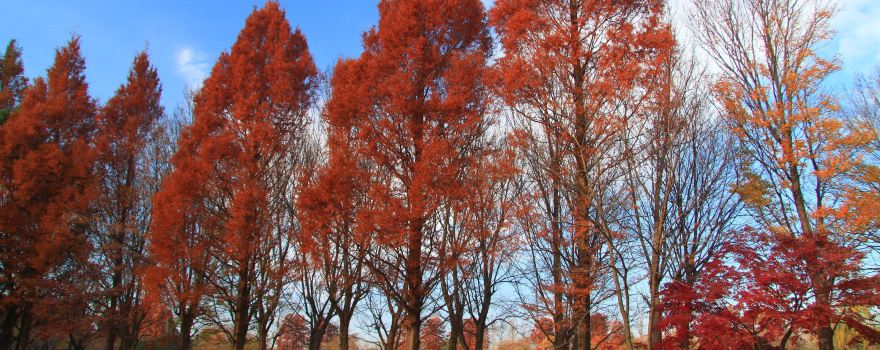 Saitama Prefectural Misato Park