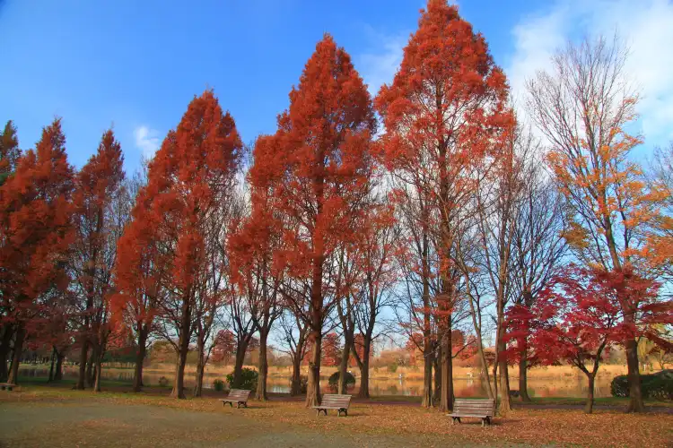 Hotels in Misato