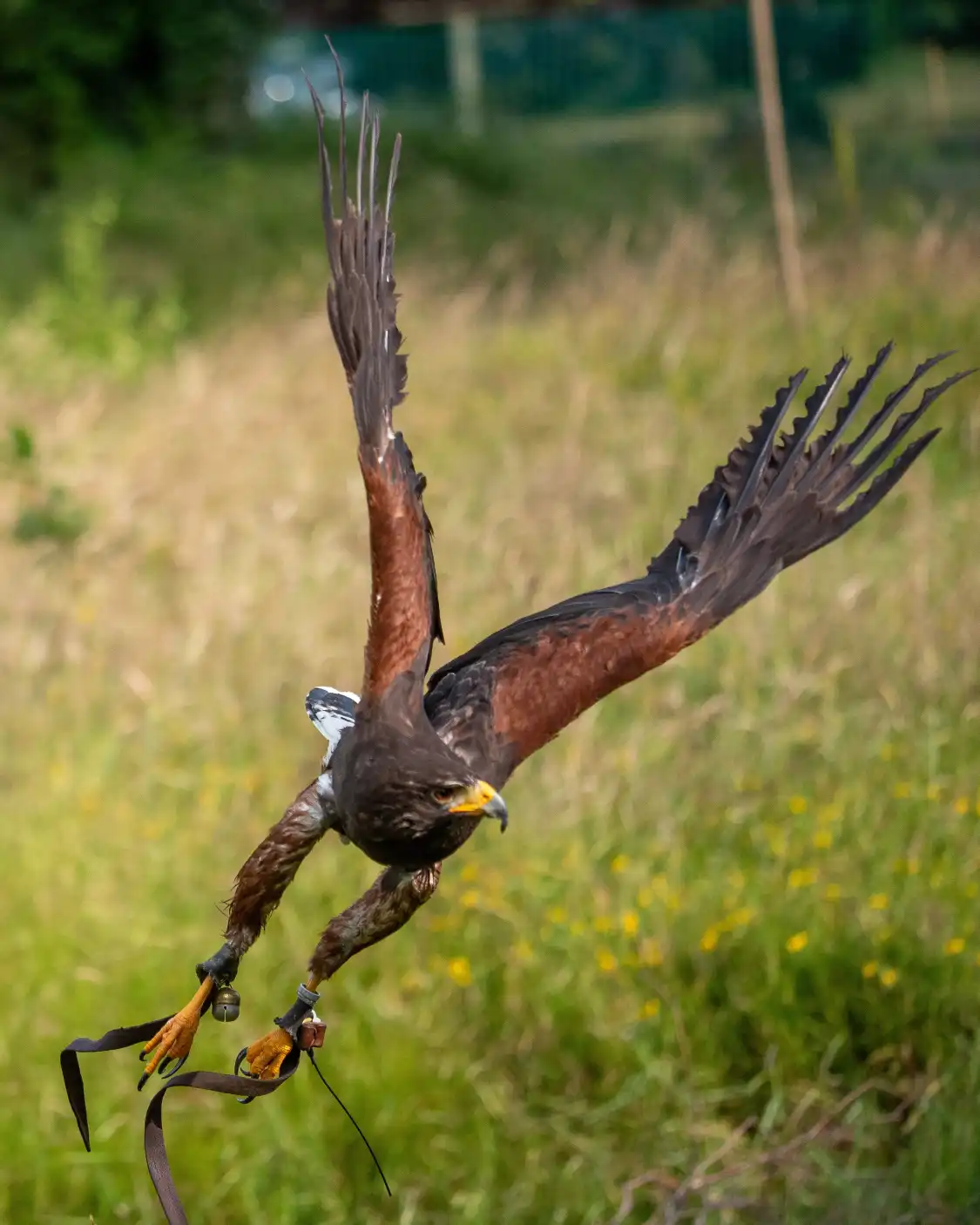 Hotel in zona Killarney Falconry