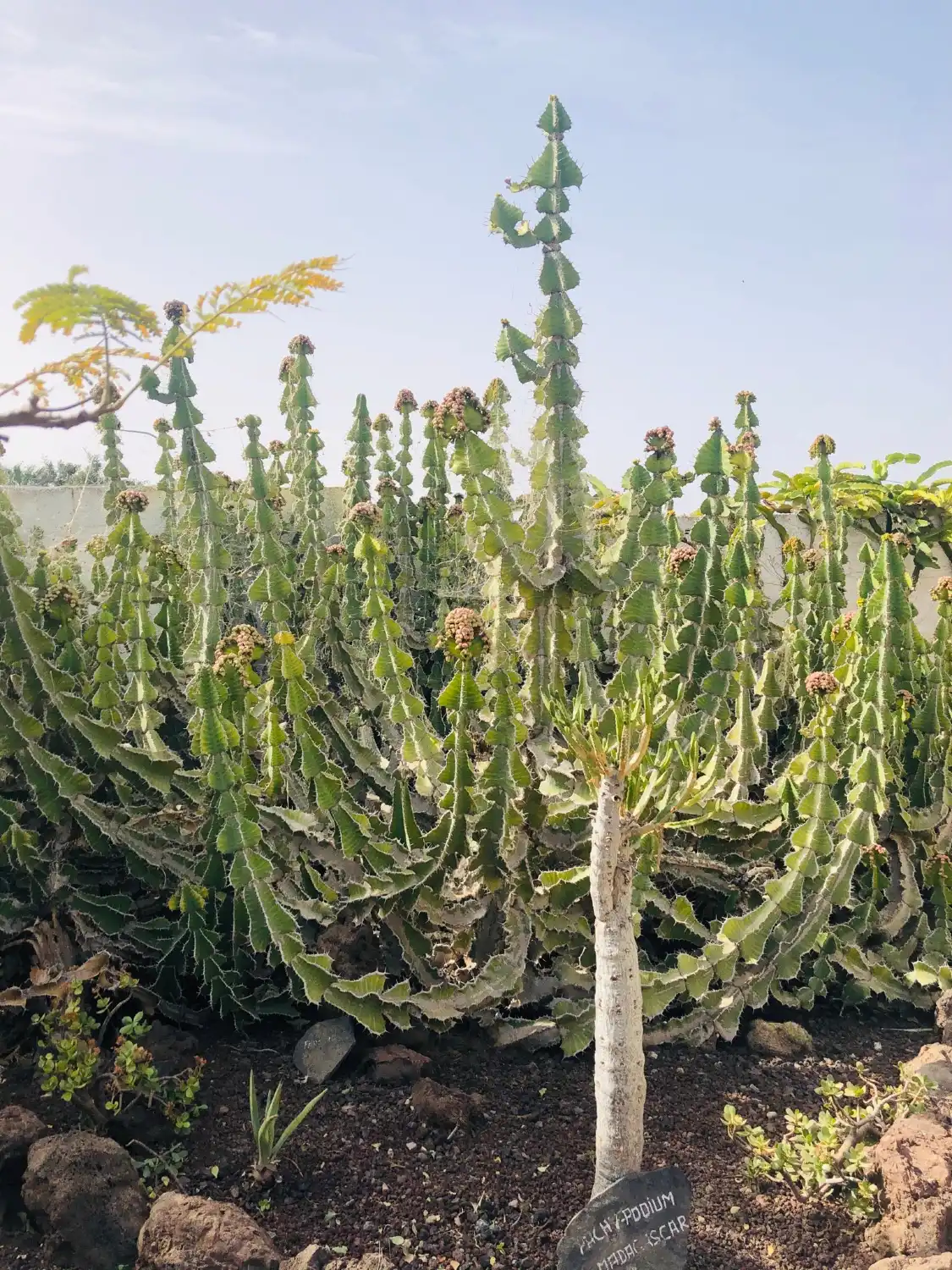 Hotels near Aloe Park