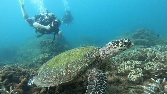 Ypsylon Diving