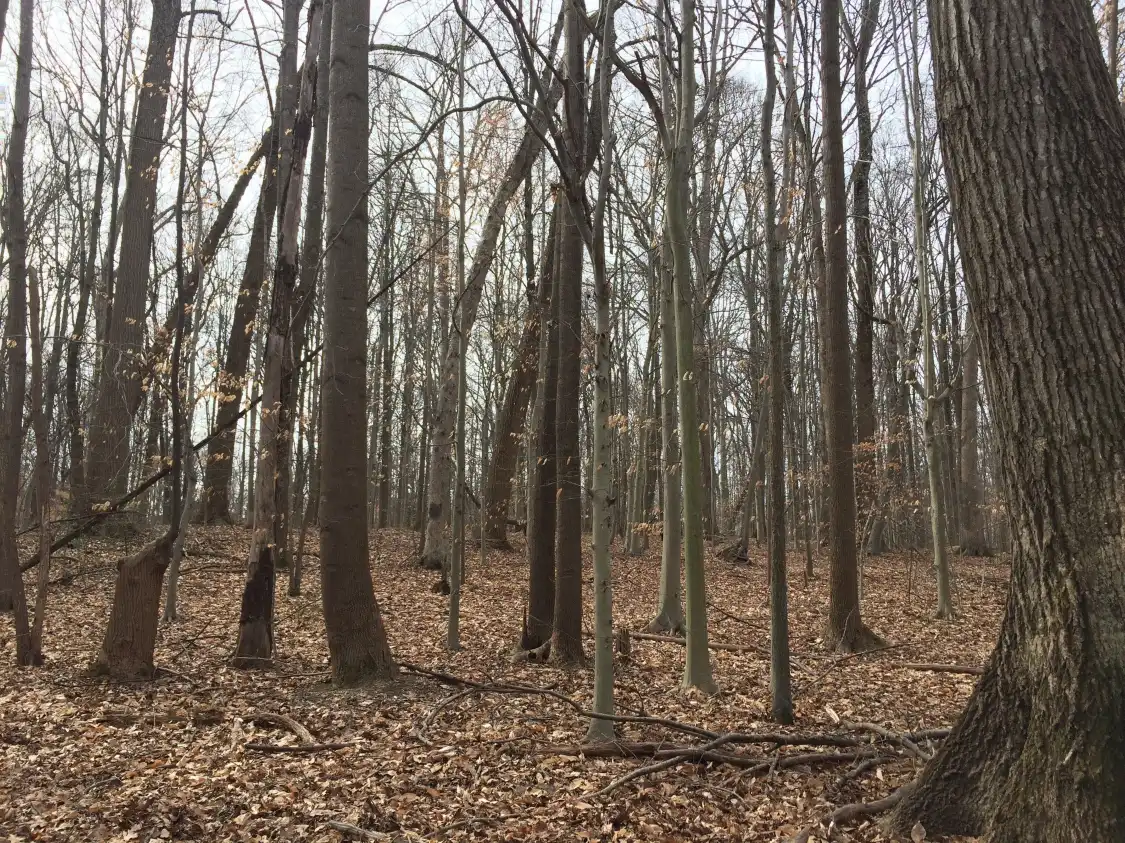 Hotels near Daniels Run Park