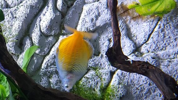 Aquarium de Dunkerque