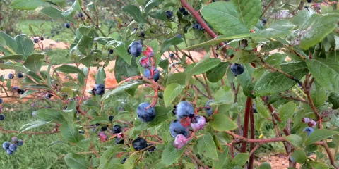 Lohninger's Heidelbeergarten