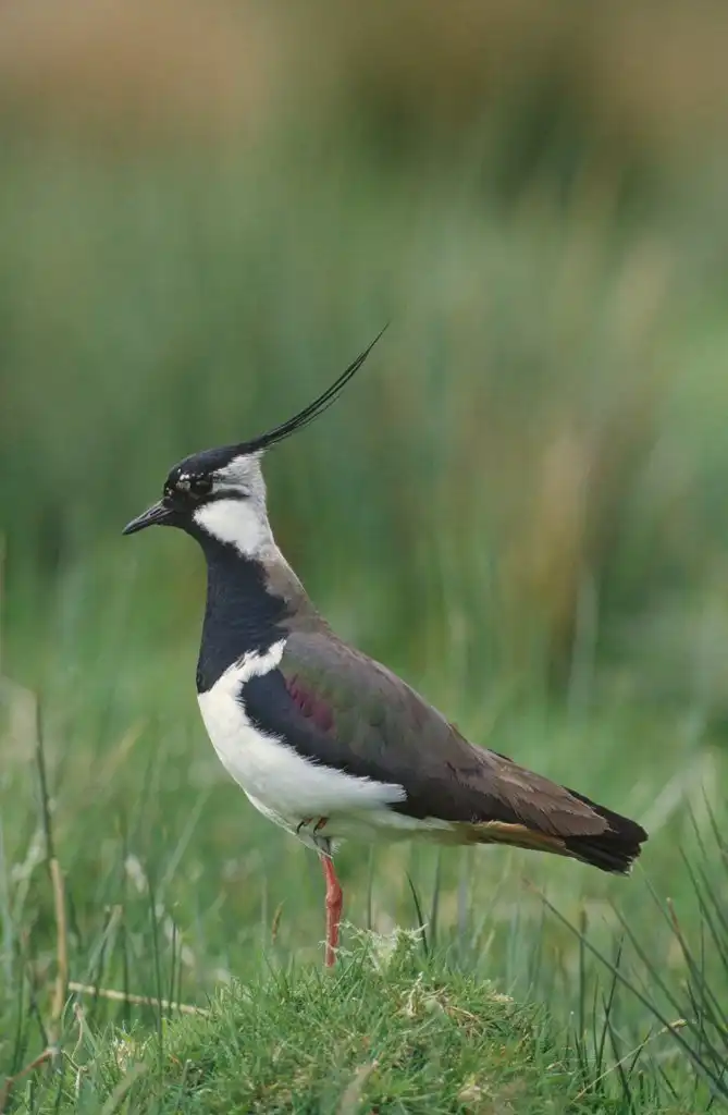 Các khách sạn ở North Collingham