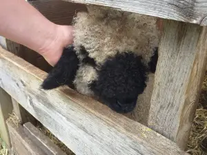 Juffertje in’t Groen