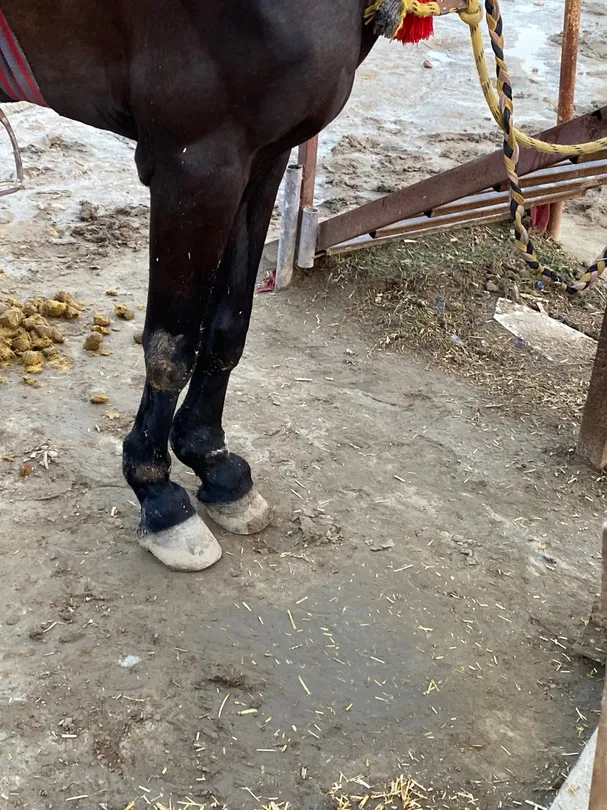 5_Sadda Pind Amritsar