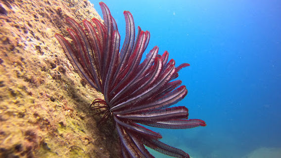 Hikka Deep Blue Dive Center