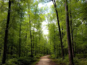 Northeast Mississippi Nature and Interpretive Trail
