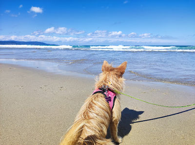 Zona canina Playa de Lóngara