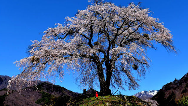 Kamihocchi no Shidare Sakura