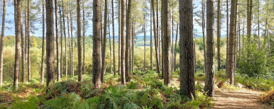 Primrose Wood