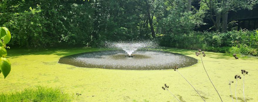 Tawes Garden