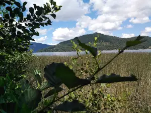 Camping Codihue