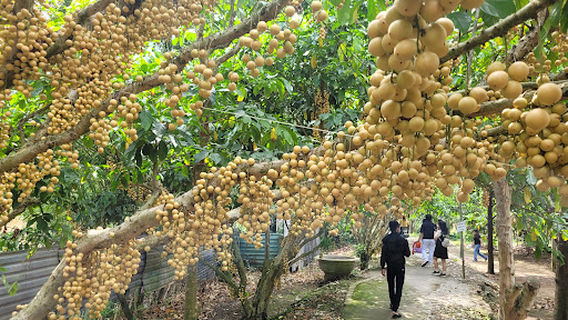 Vườn Dâu Cao Sản Thiên Ân