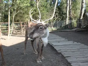 Trogatel'nyy Zoopark Oleney