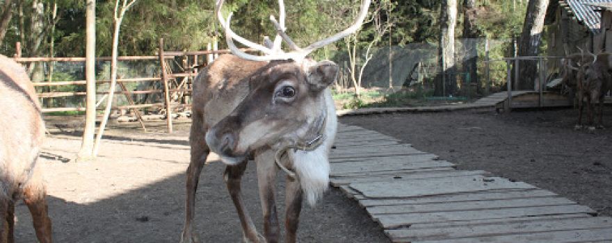 Trogatel'nyy Zoopark Oleney