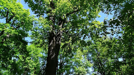 Waldspielplatz