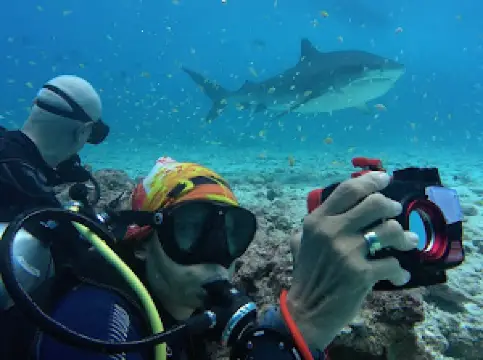 Scuba Shark Fuvahmulah