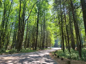 Paradise Campground