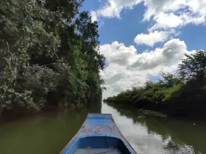 Tinh Doi Forest