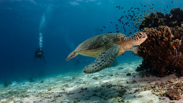 OceanplayerDive(오션플레이어보홀센터)