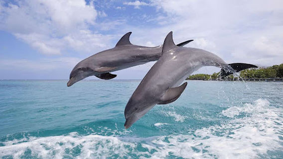 Wasini dolphin spinner