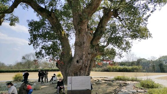 Shukou Ecological Island - Millennium Ancient Camphor Tree