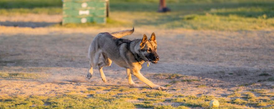 Fort Irwin Dog Park