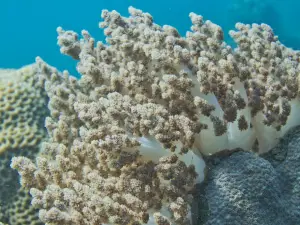 Lifau Reef
