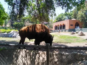 Zoologico Guadalajara