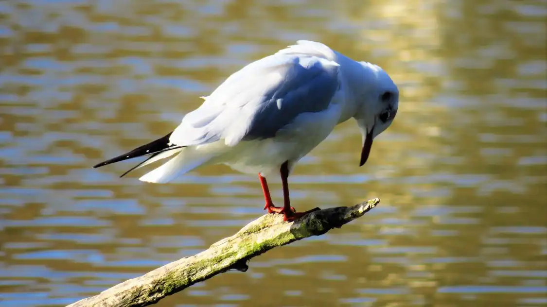 Отели рядом с достопримечательностью «Нейчер Дискавери Сентр»