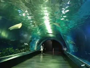 Shinagawa Aquarium