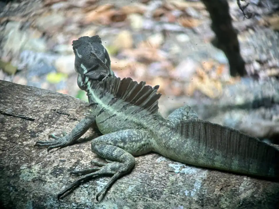 5_Carara National Park