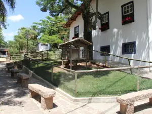 Chocolate farm