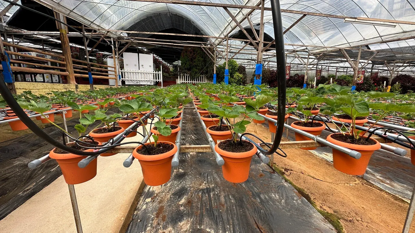 2_Big Red Strawberry Farm