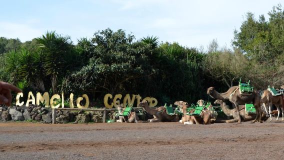 Camello center (paseos en camello y restaurante)