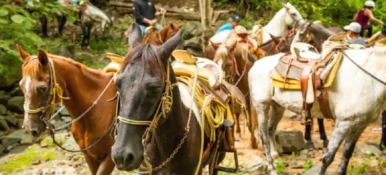 Hoteles en Puerto Vallarta