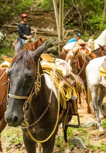 巴亞爾塔港酒店