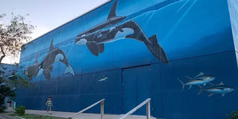 Whaling Wall