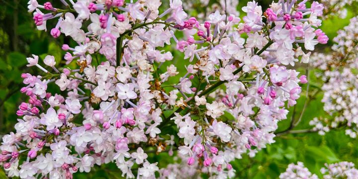 Centennial Lilac Garden