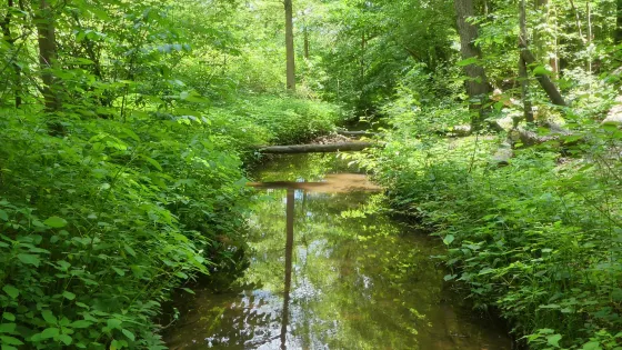 The Bog Garden at Benjamin Park