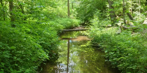 The Bog Garden at Benjamin Park